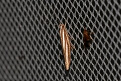 Catoryctis eugramma