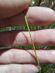 Elegia filacea