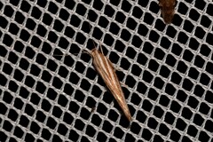 Catoryctis eugramma
