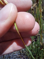 Elegia filacea