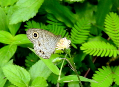 Ypthima baldus newboldi