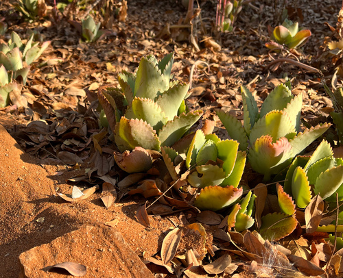 Kalanchoe laetivirens