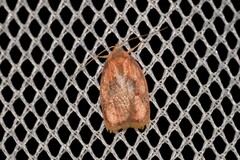 Eochrois sarcoxantha