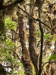 Picus squamatus