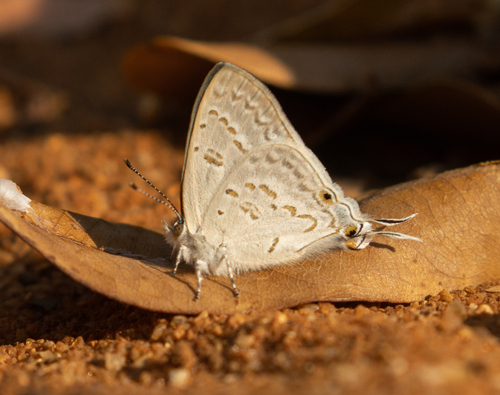 Madagascar Black-eye