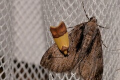 Heteroteucha dichroella