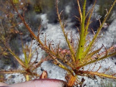 Roridula dentata