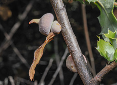 Heteroecus sanctaeclarae