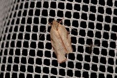 Euchaetis inceptella