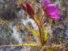 Roridula dentata