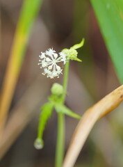 Hydrocotyle geraniifolia