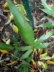 Grypothrix longipetiolata