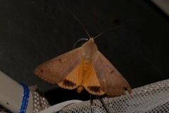 Ophiusa disjungens