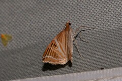 Phrataria transcissata