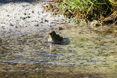 Zosterops virens capensis