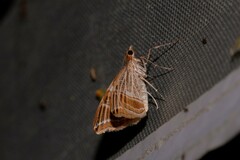 Phrataria transcissata