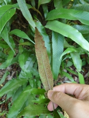 Grypothrix longipetiolata