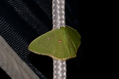 Comostola leucomerata