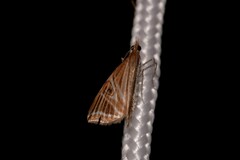 Phrataria transcissata