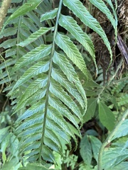 Asplenium wrightii