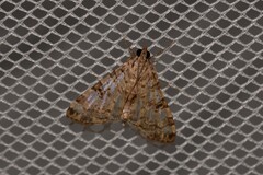 Dysallacta negatalis