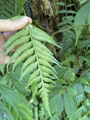 Asplenium wrightii
