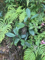 Gaultheria fragrantissima