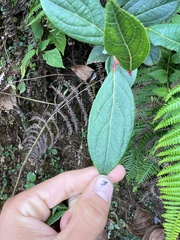 Gaultheria fragrantissima
