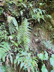 Asplenium wrightii