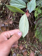 Gaultheria fragrantissima