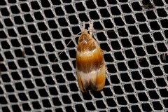 Piloprepes anassa
