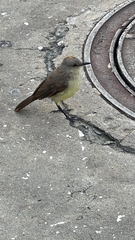 Machetornis rixosa