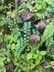 Gaultheria nummularioides