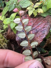 Gaultheria nummularioides