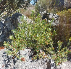 Leucadendron glaberrimum glaberrimum