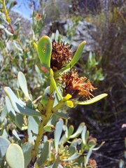 Leucadendron glaberrimum glaberrimum