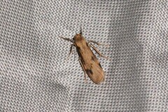 Graphosia stenopepla