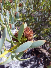 Leucadendron glaberrimum glaberrimum