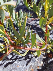 Leucadendron glaberrimum glaberrimum