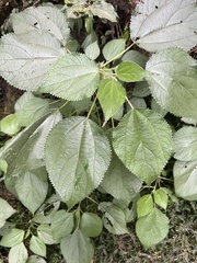 Urticaceae
