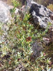 Leucadendron glaberrimum glaberrimum