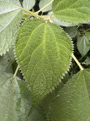 Urticaceae