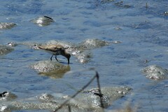Calidris alpina