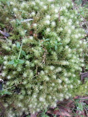 Ptychomnion aciculare