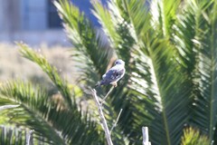 Elanus caeruleus caeruleus