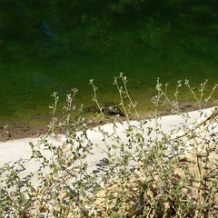 Lithobates catesbeianus