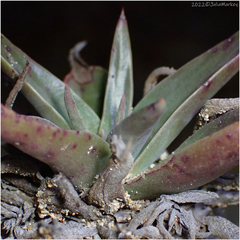 Dudleya