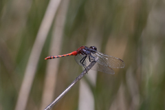 Diplacodes melanopsis