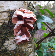 Merulius tremellosus