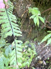 Hymenasplenium cheilosorum